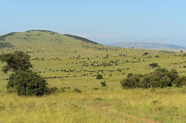 Buffaloes — Stock fotografie