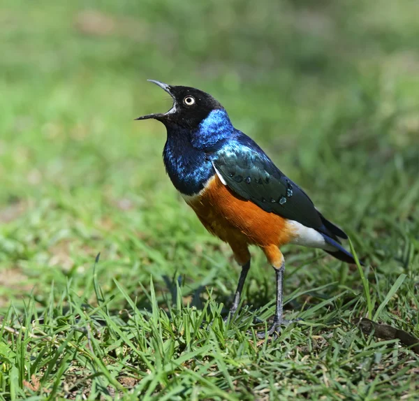 Kleurrijke Driekleurige glansspreeuw — Stockfoto