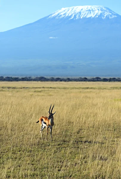 Antelope Grant — Stock Photo, Image