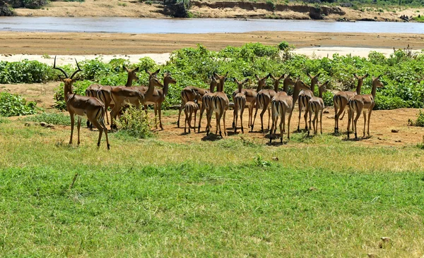Impala Gazelle — Photo