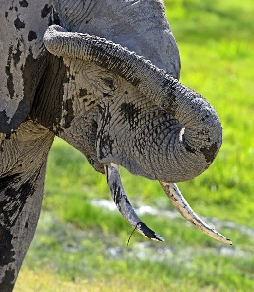 African elephant — Stock Photo, Image