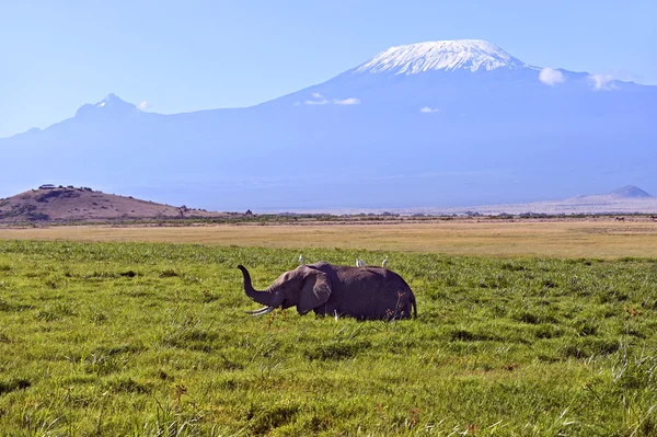 Elefante africano — Fotografia de Stock