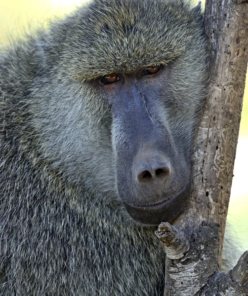Baboon in Afrika. — Stockfoto