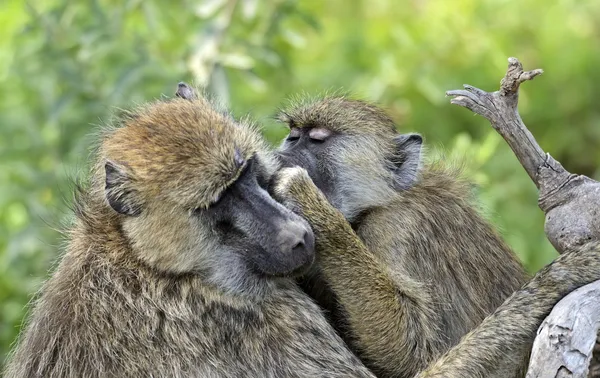 Babuínos em África . — Fotografia de Stock