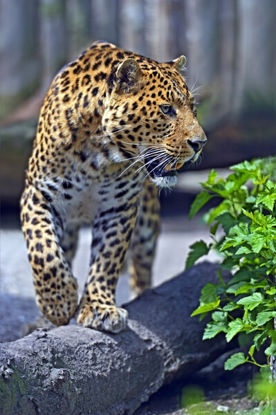 Angry Leopard