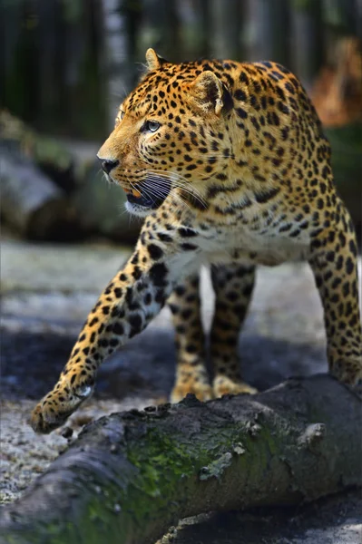 Leopardo enojado —  Fotos de Stock