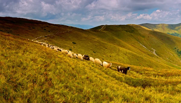 Pecore sul crinale della montagna — Stockfoto