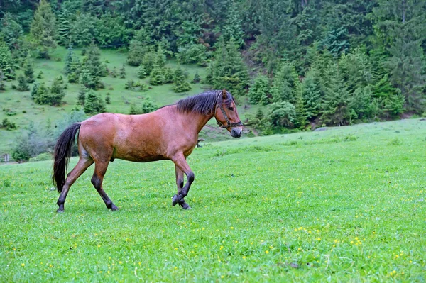 Jeune étalon tribal — Photo