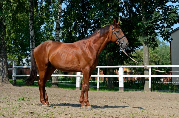 Tribal ung hingst — Stockfoto