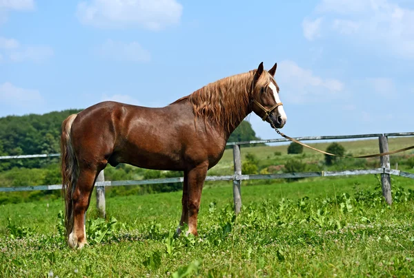 Tribal young stallion — Stock Photo, Image