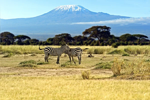 African Zebras — Stok fotoğraf