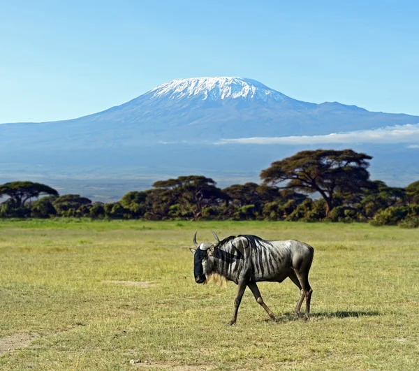 Afrikanisches Gnu — Stockfoto