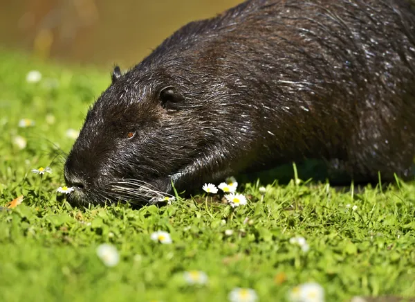 Nutria selvagem perto da lagoa — Fotografia de Stock