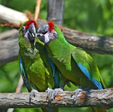 Beautiful Pet Parrot