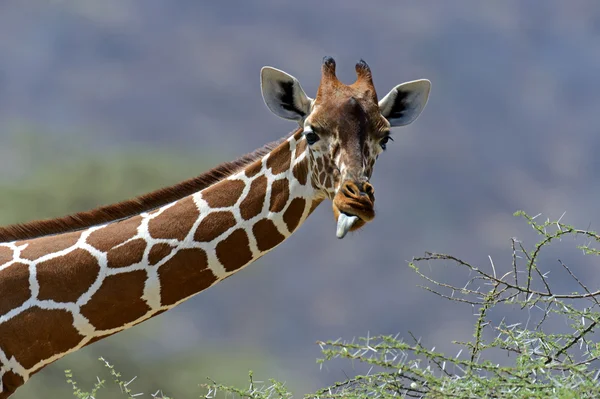 Afrikanska giraffer — Stockfoto