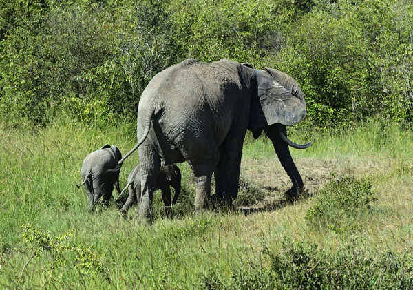 African elephants — Stock Photo, Image