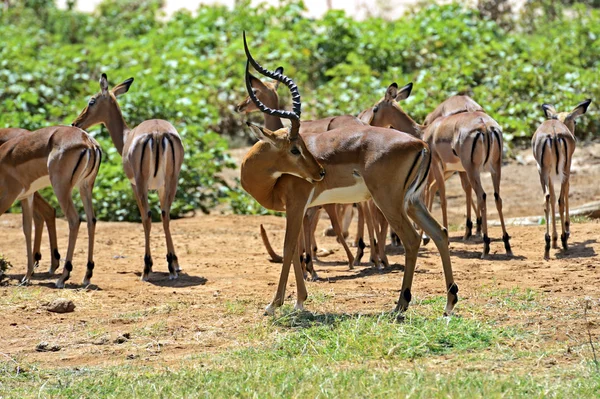 Ceylan impala — Stok fotoğraf