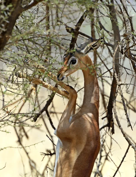 Gerenuk — Stok fotoğraf