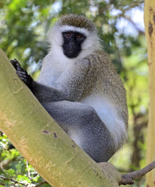 녹색 원숭이 — 스톡 사진