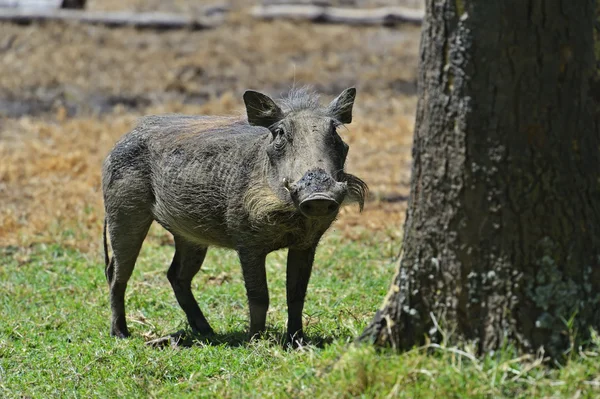 Warthog — Stock Photo, Image