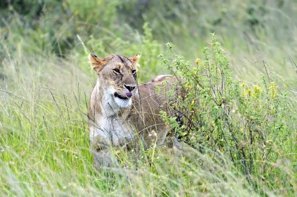 ライオンズ マサイマラ国立保護区 — ストック写真