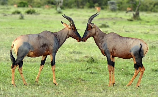 Antilopa topi — Stock fotografie