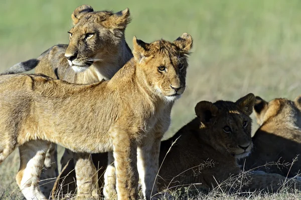 Lions Masai Mara — Stockfoto