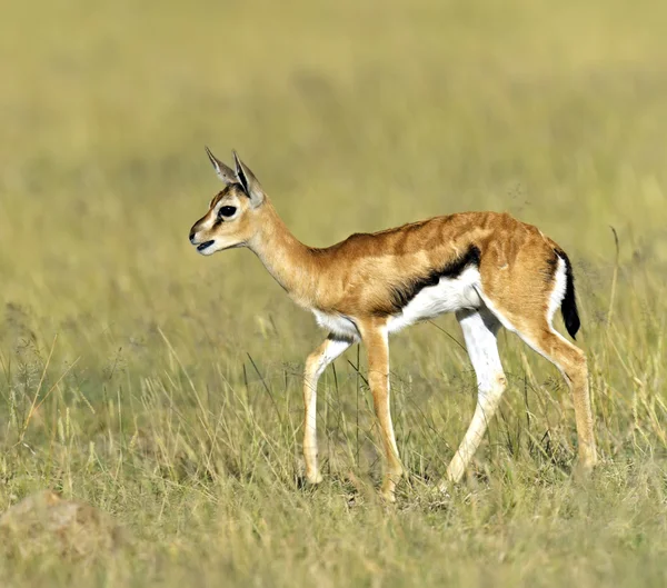 Zuschussgazelle — Stockfoto