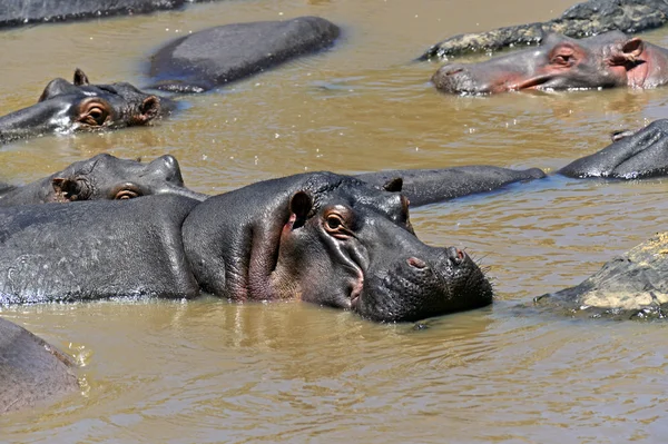 Hippopotame africain — Photo