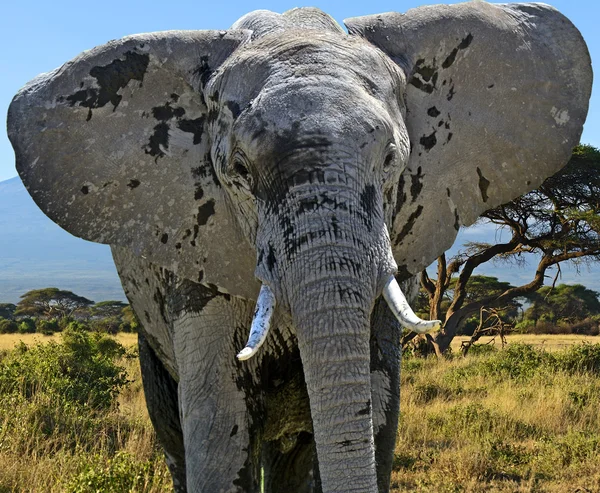 Kilimandžáro sloni — Stock fotografie