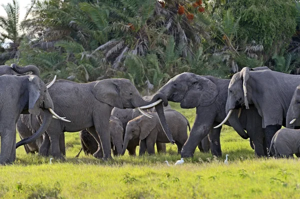 Elefantes del Kilimanjaro —  Fotos de Stock