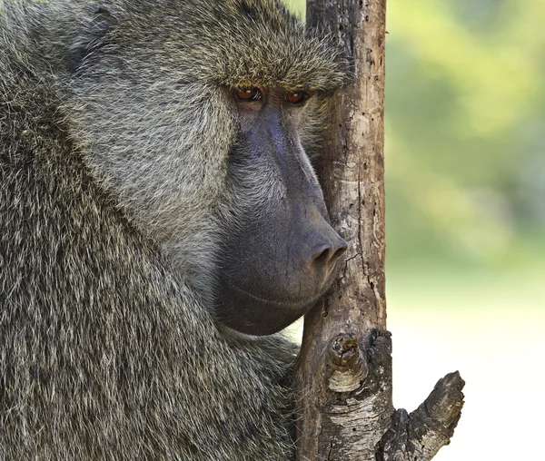 Baboons — Stock Photo, Image