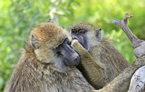 개 코 원숭이 — 스톡 사진