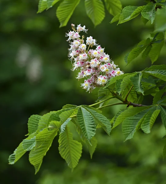 Chestnut tree — Stock Photo, Image