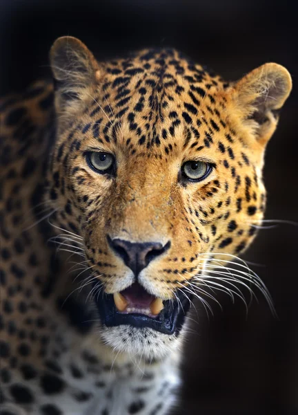 Leopardo — Foto Stock