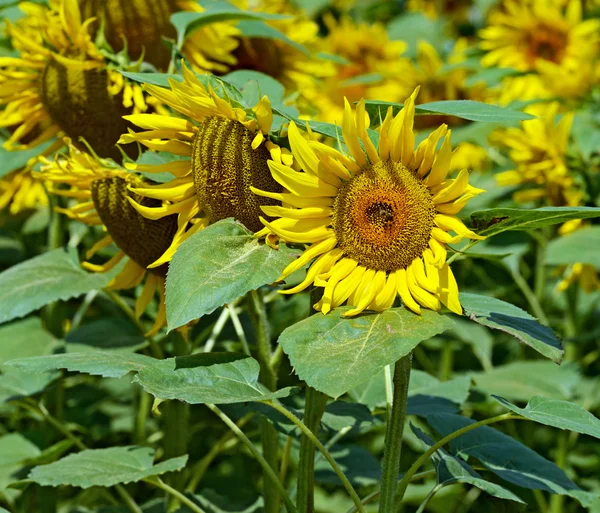 Lindas flores em um campo de girassol de verão — Fotografia de Stock