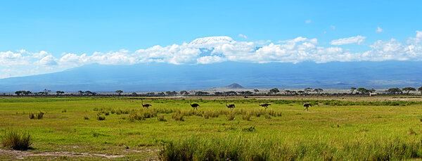 Ostriches Kilimanjaro