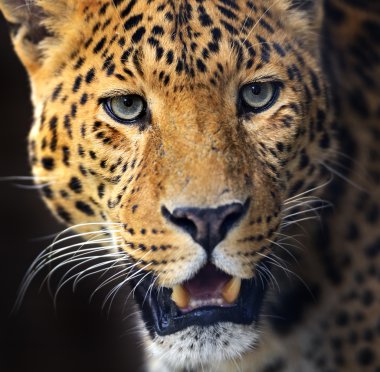 leopar
