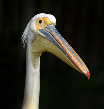 pelikan