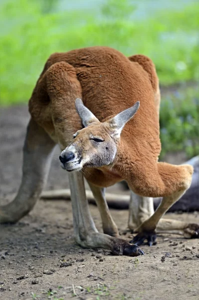 Känguru — Stockfoto