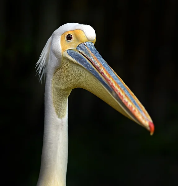 Pelican — Stock Photo, Image