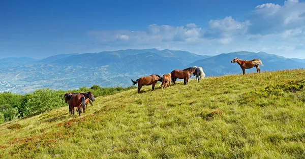 Horse on a background of mountain — Stock Photo, Image