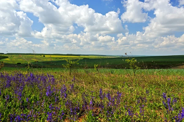 Paisaje de verano en el campo —  Fotos de Stock