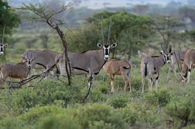 Oryx gazella