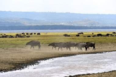 Cape buffalo