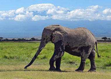 Afrika fili