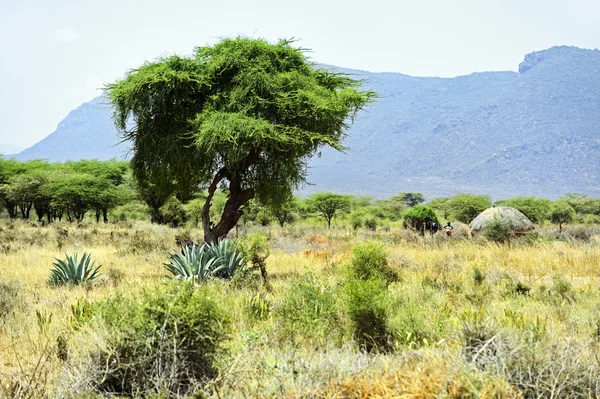 Африканское дерево — стоковое фото