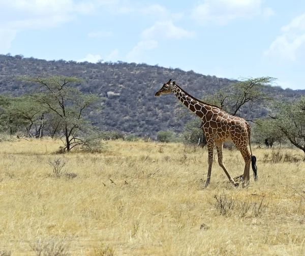 Giraffa africana — Foto Stock