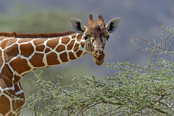 Afrikansk giraff — Stockfoto