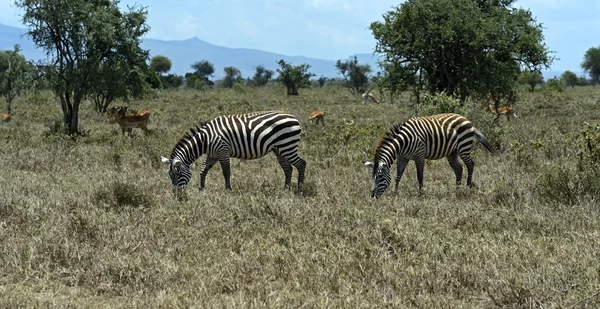 Cebra africana — Foto de Stock